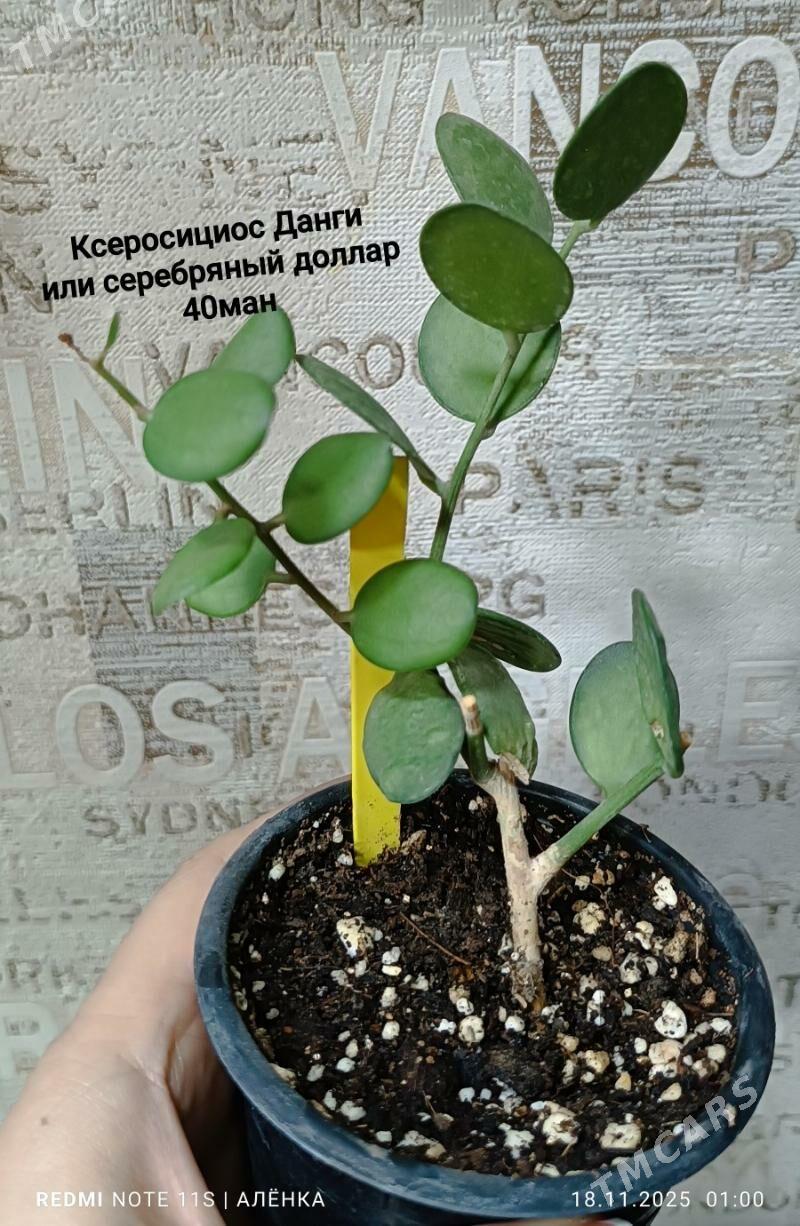 растения комнатные 5м-170м - Гаудан "В" - img 4