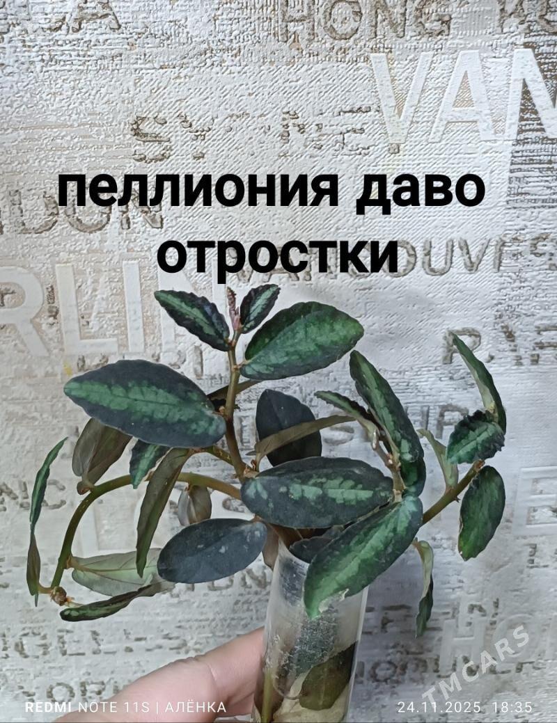 растения комнатные 5м-170м - Гаудан "В" - img 2
