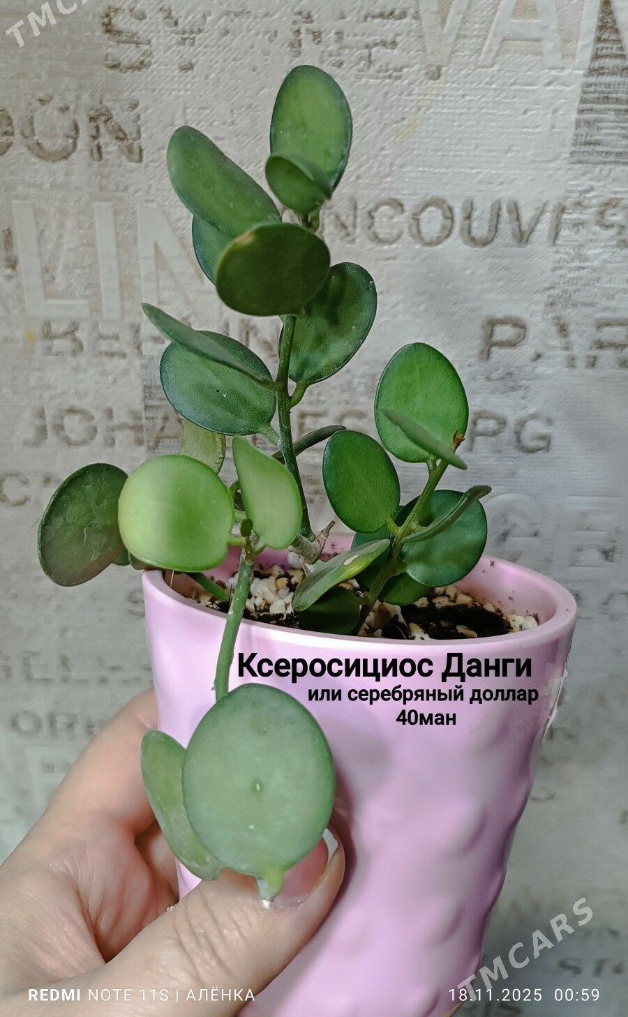 растения комнатные 5м-170м - Гаудан "В" - img 5