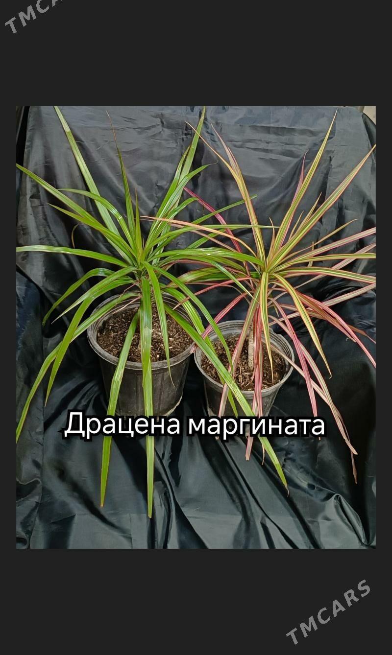 растения комнатные 5м-170м - Гаудан "В" - img 9