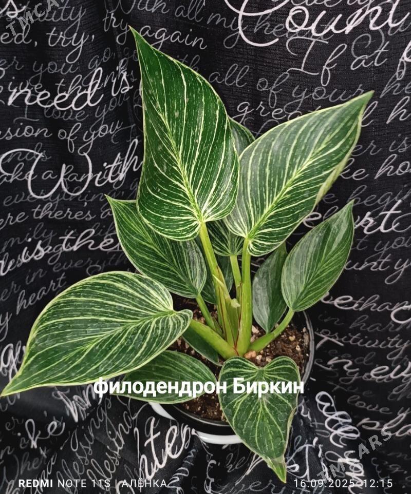 растения комнатные 5м-170м - Гаудан "В" - img 6