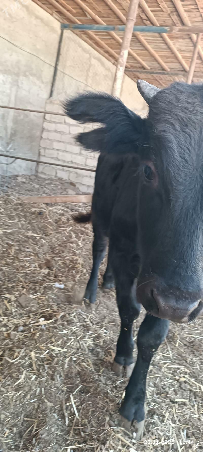 okuzce - Ýaşlyk - img 5