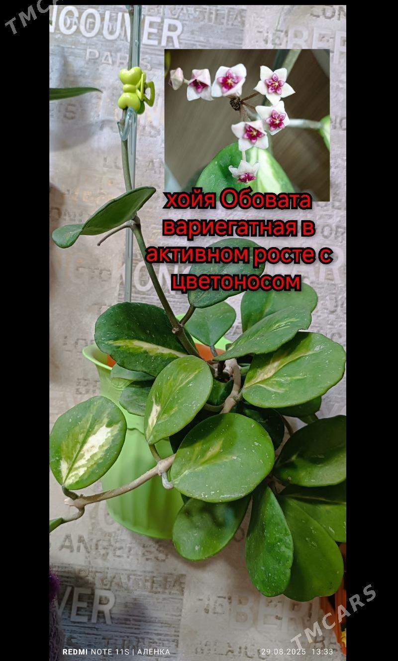 растения комнатные 5м-170м - Гаудан "В" - img 8