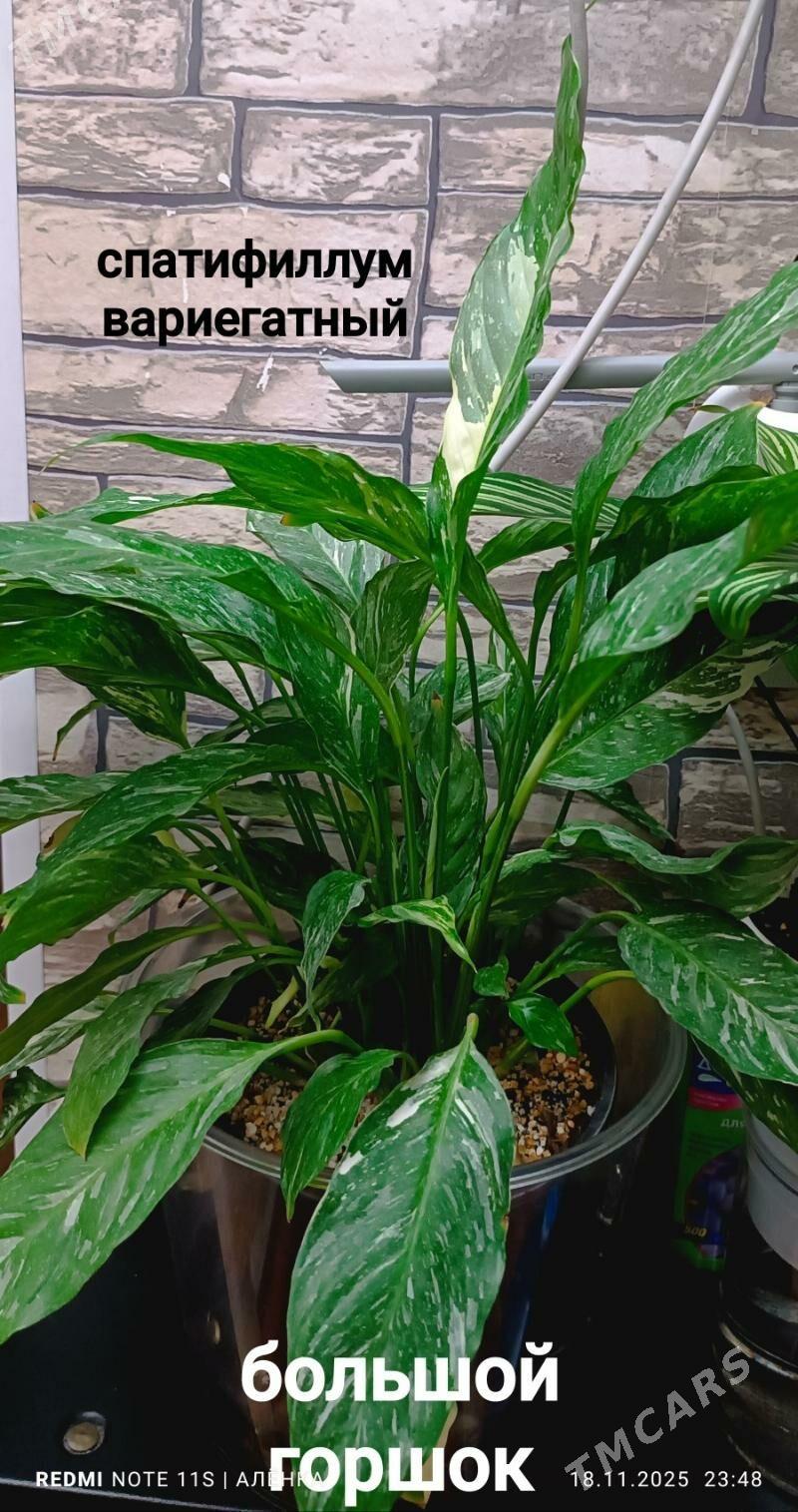 растения комнатные 5м-170м - Гаудан "В" - img 3