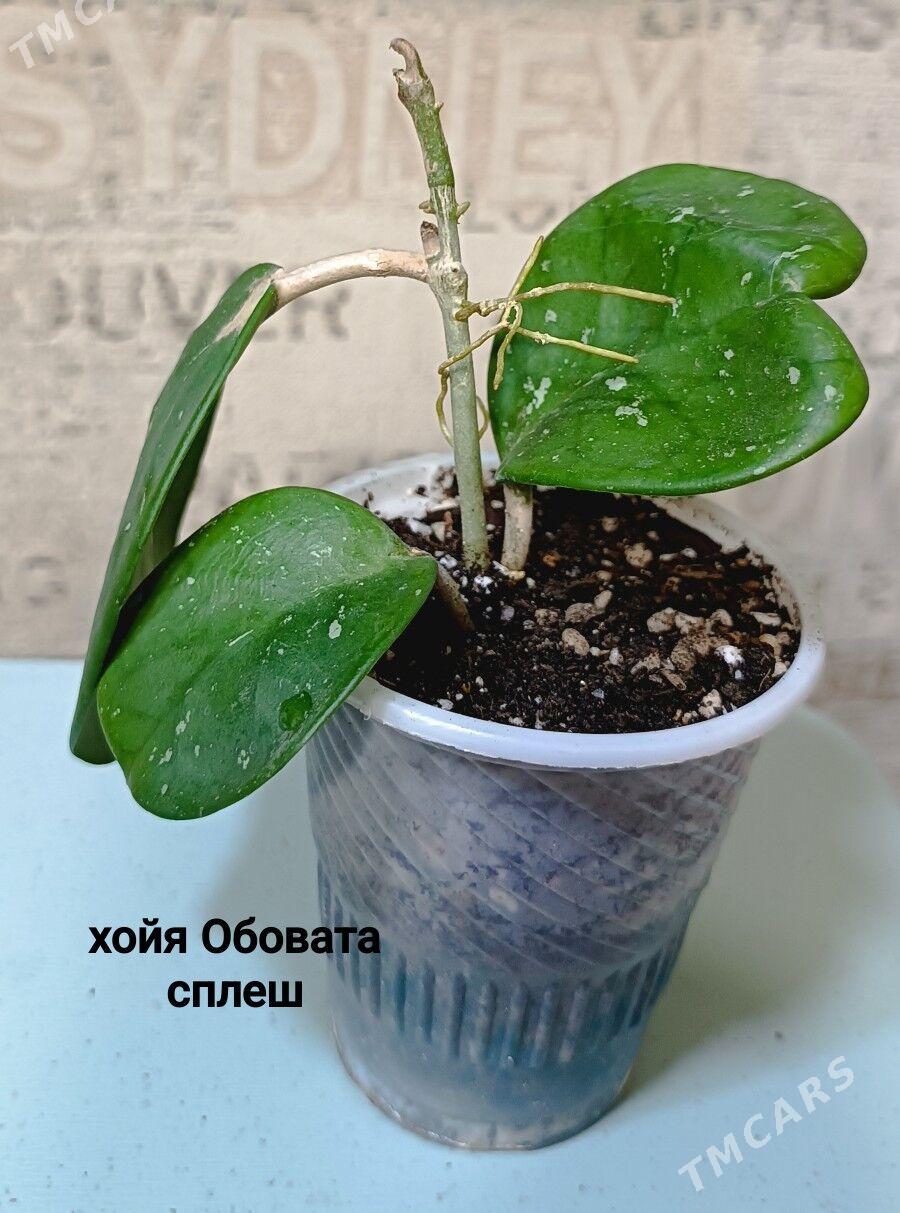 растения комнатные 5м-170м - Гаудан "В" - img 7