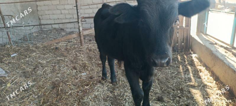 okuzce - Ýaşlyk - img 6