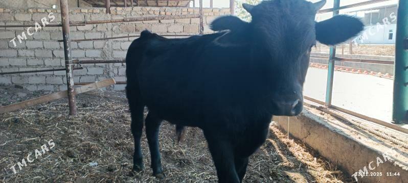 okuzce - Ýaşlyk - img 7