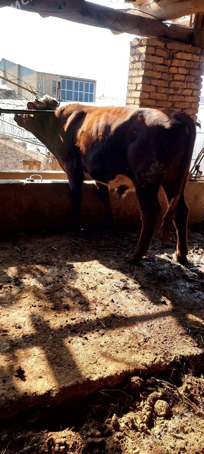 okiz - Türkmenabat - img 4