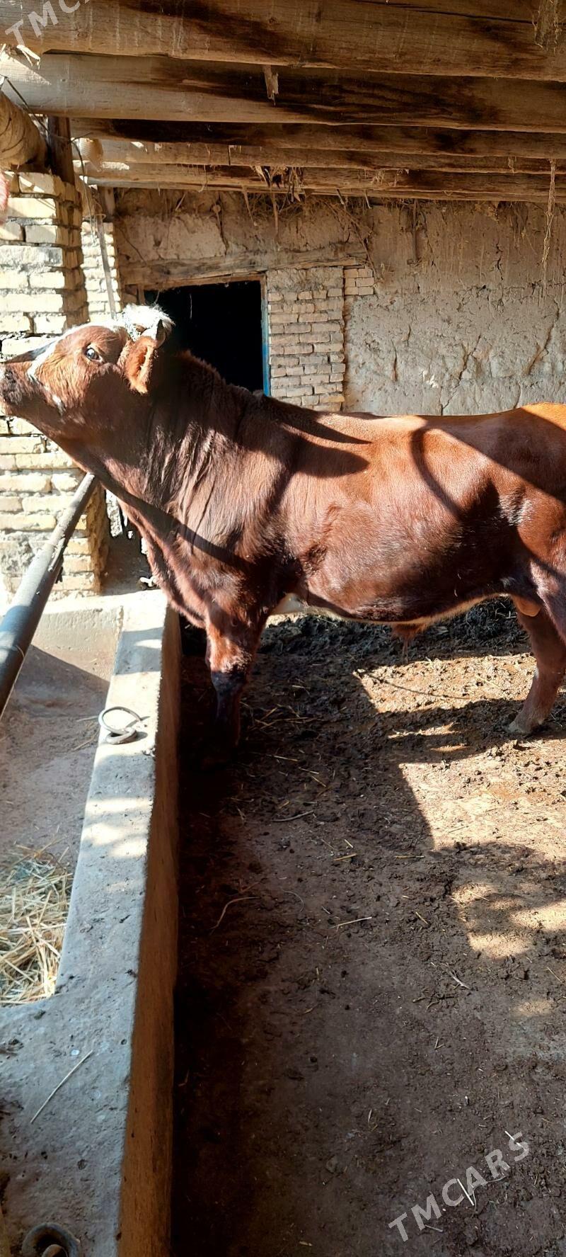 okiz - Türkmenabat - img 3