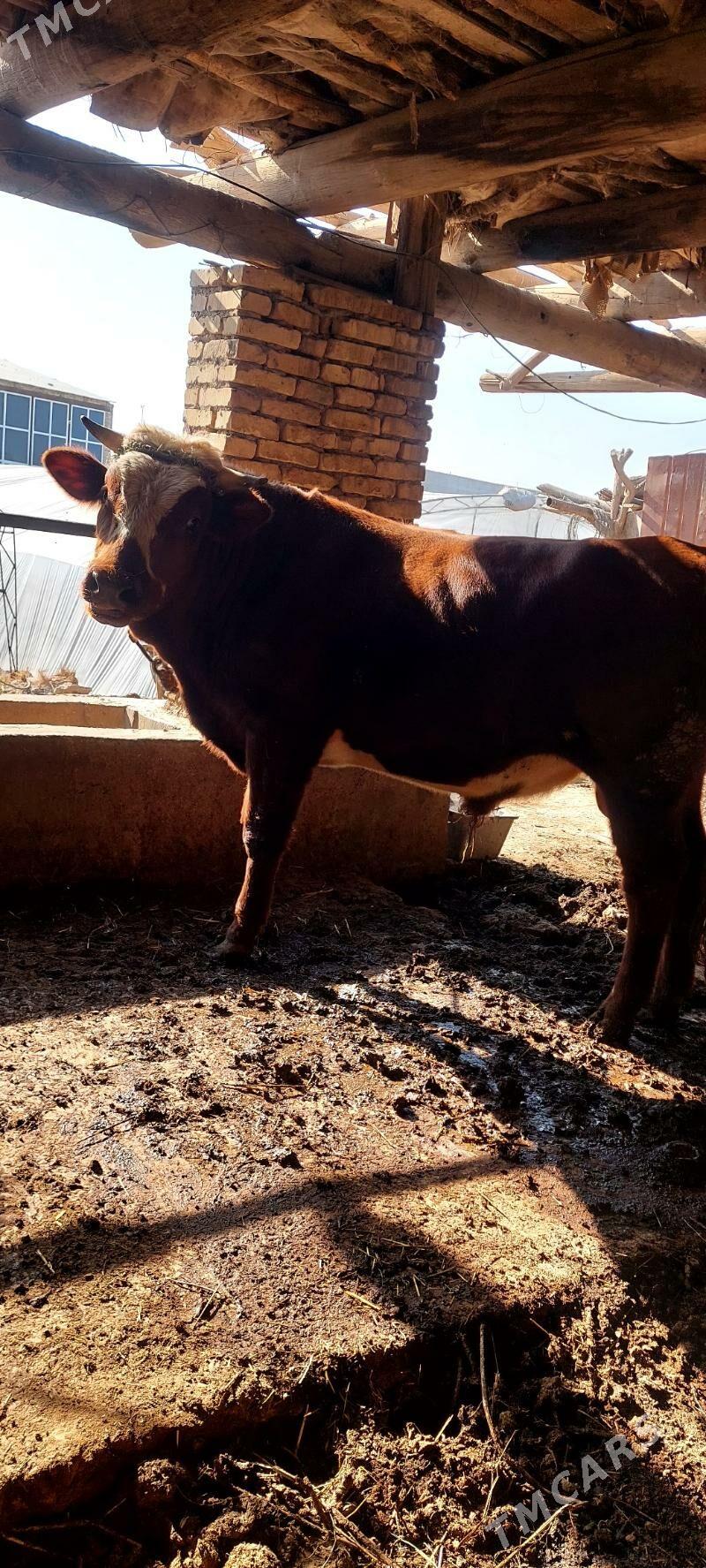 okiz - Türkmenabat - img 2