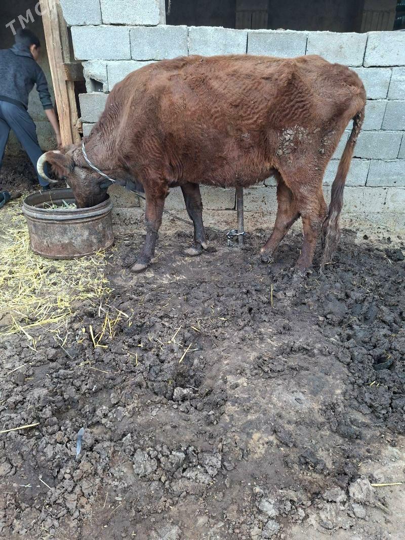 gysyr sygyr - Гарадамак Шор - img 2