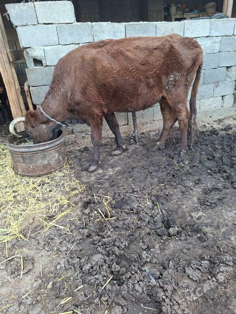 gysyr sygyr - Гарадамак Шор - img 4