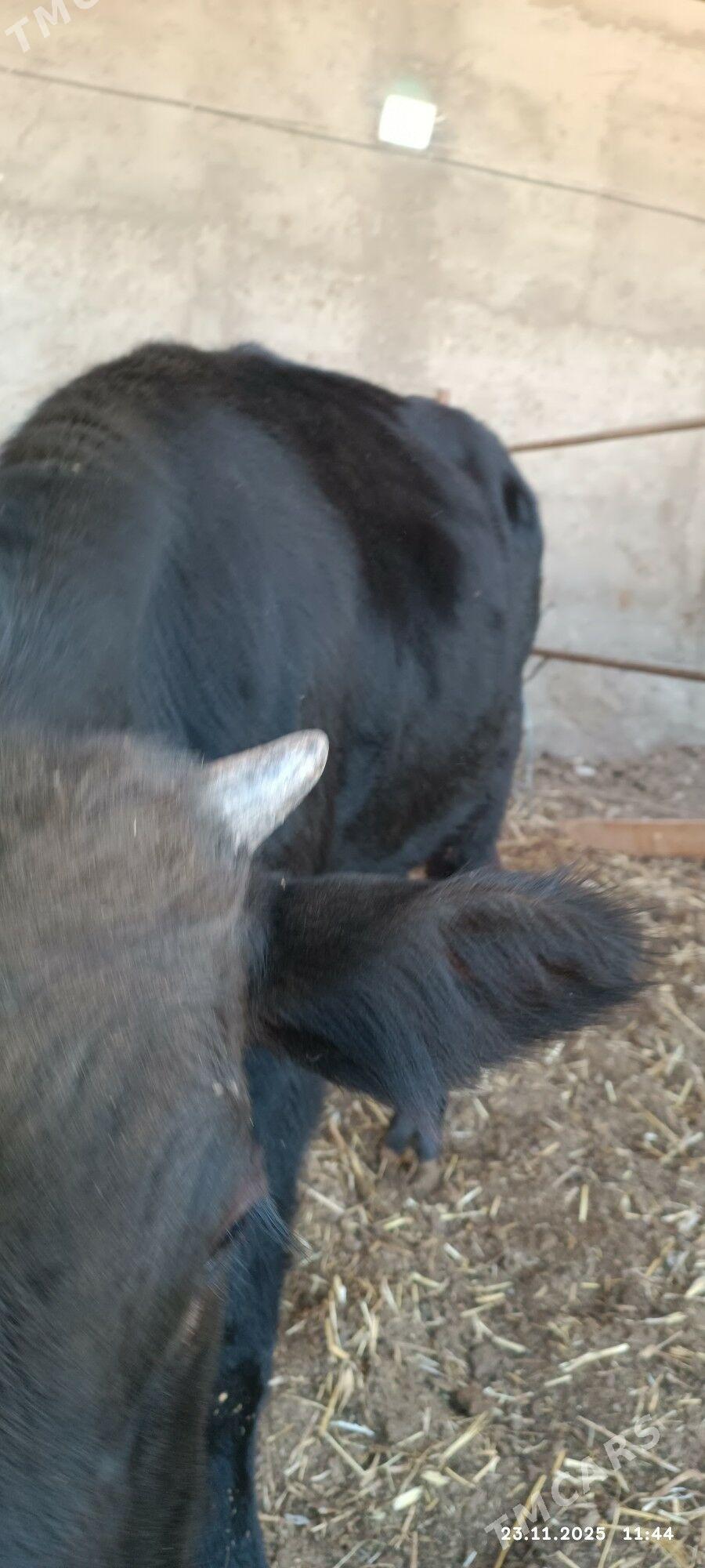 okuzce - Ýaşlyk - img 2