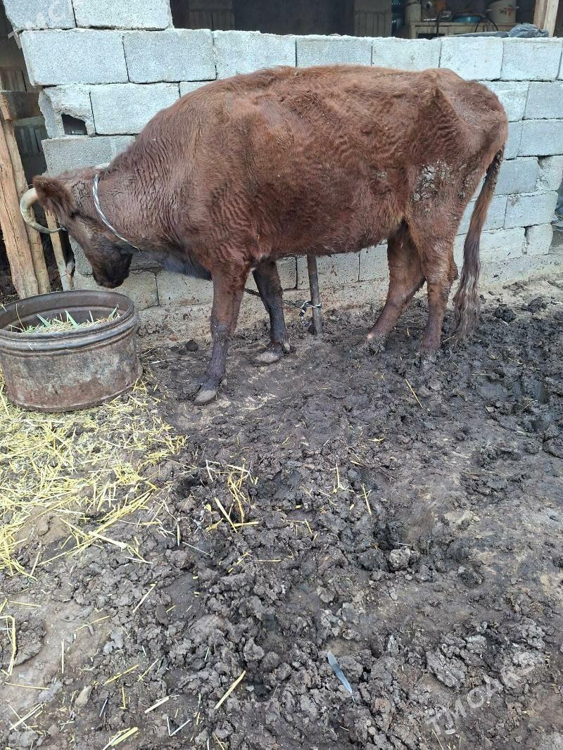 gysyr sygyr - Гарадамак Шор - img 3