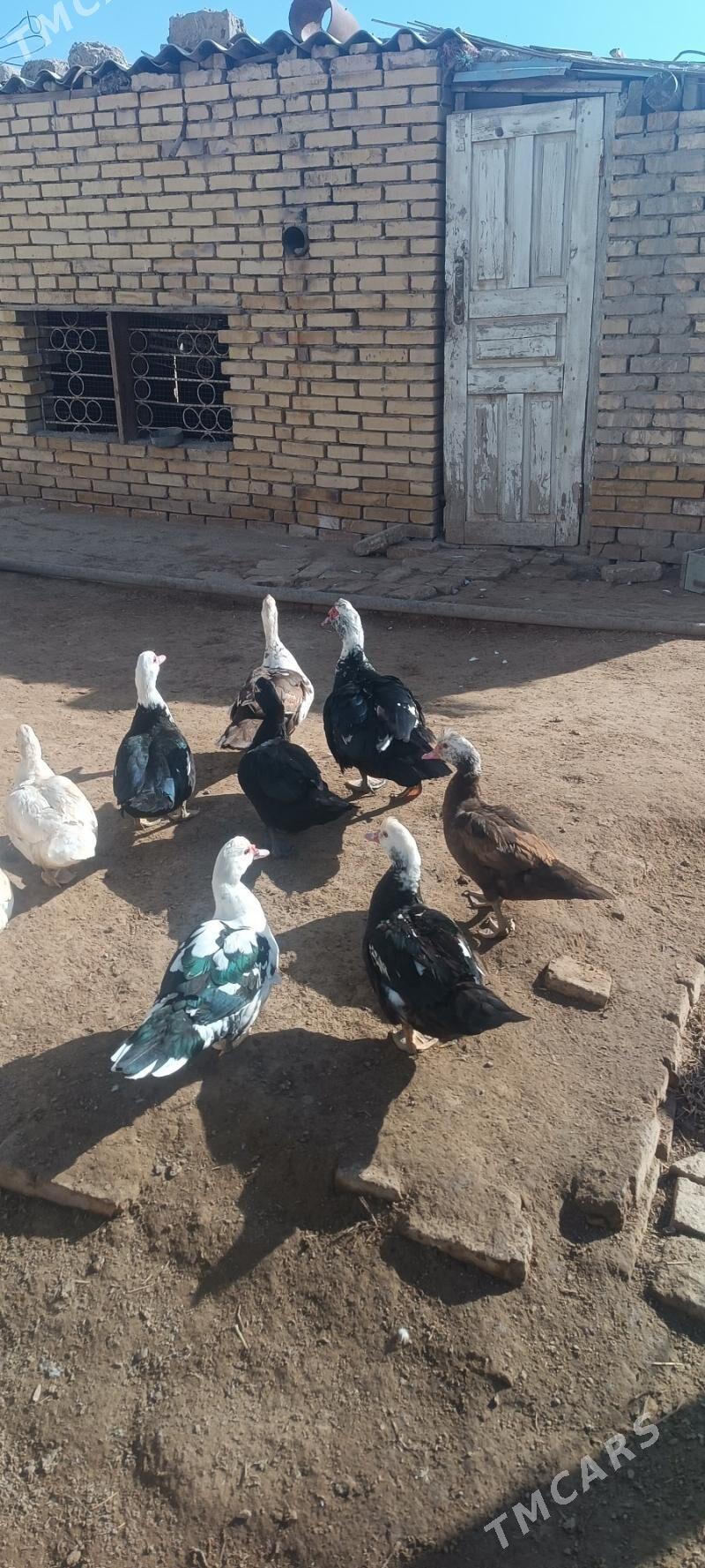 idautga - Мары - img 2