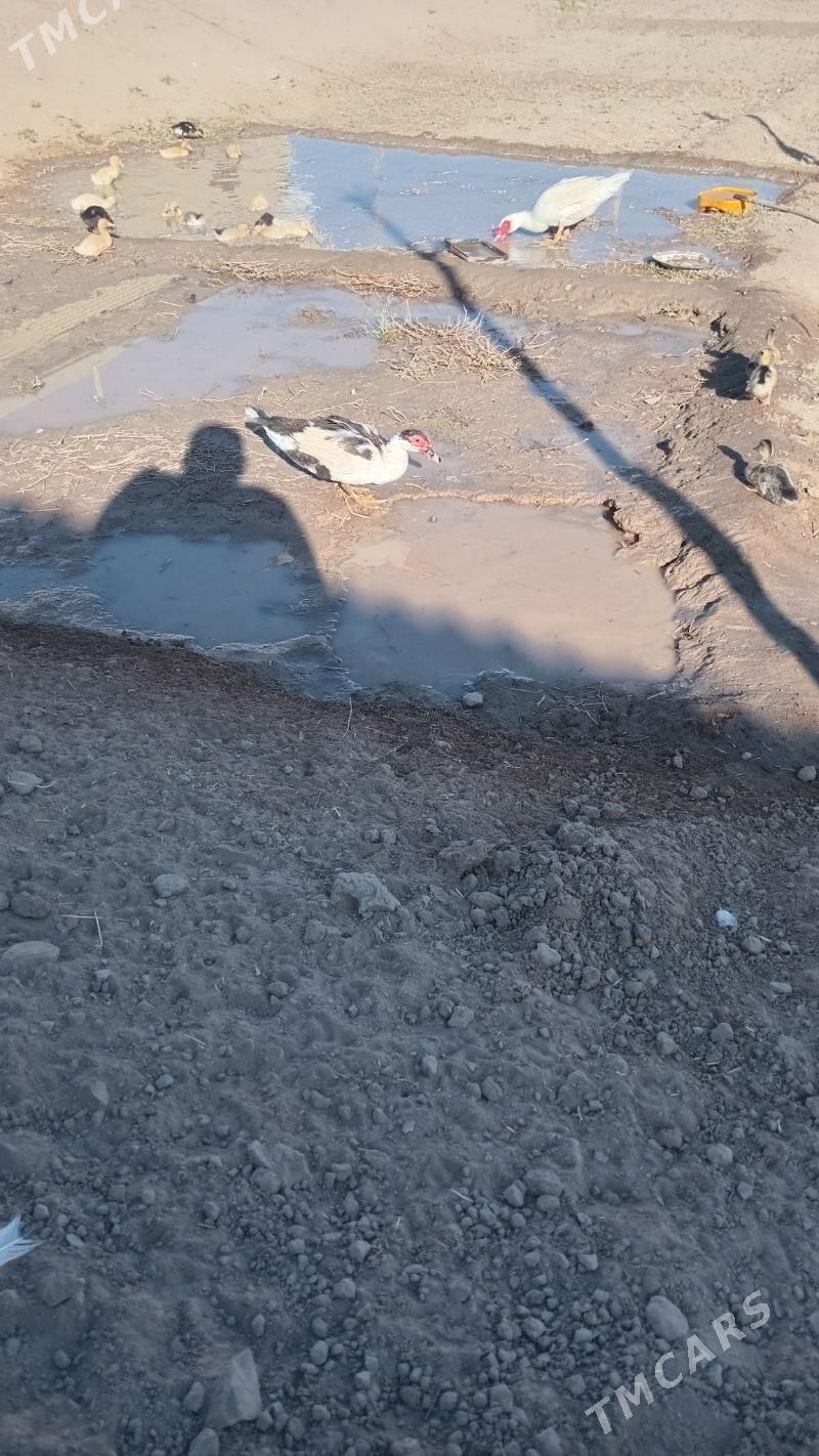 indewutga - Векильбазар - img 3