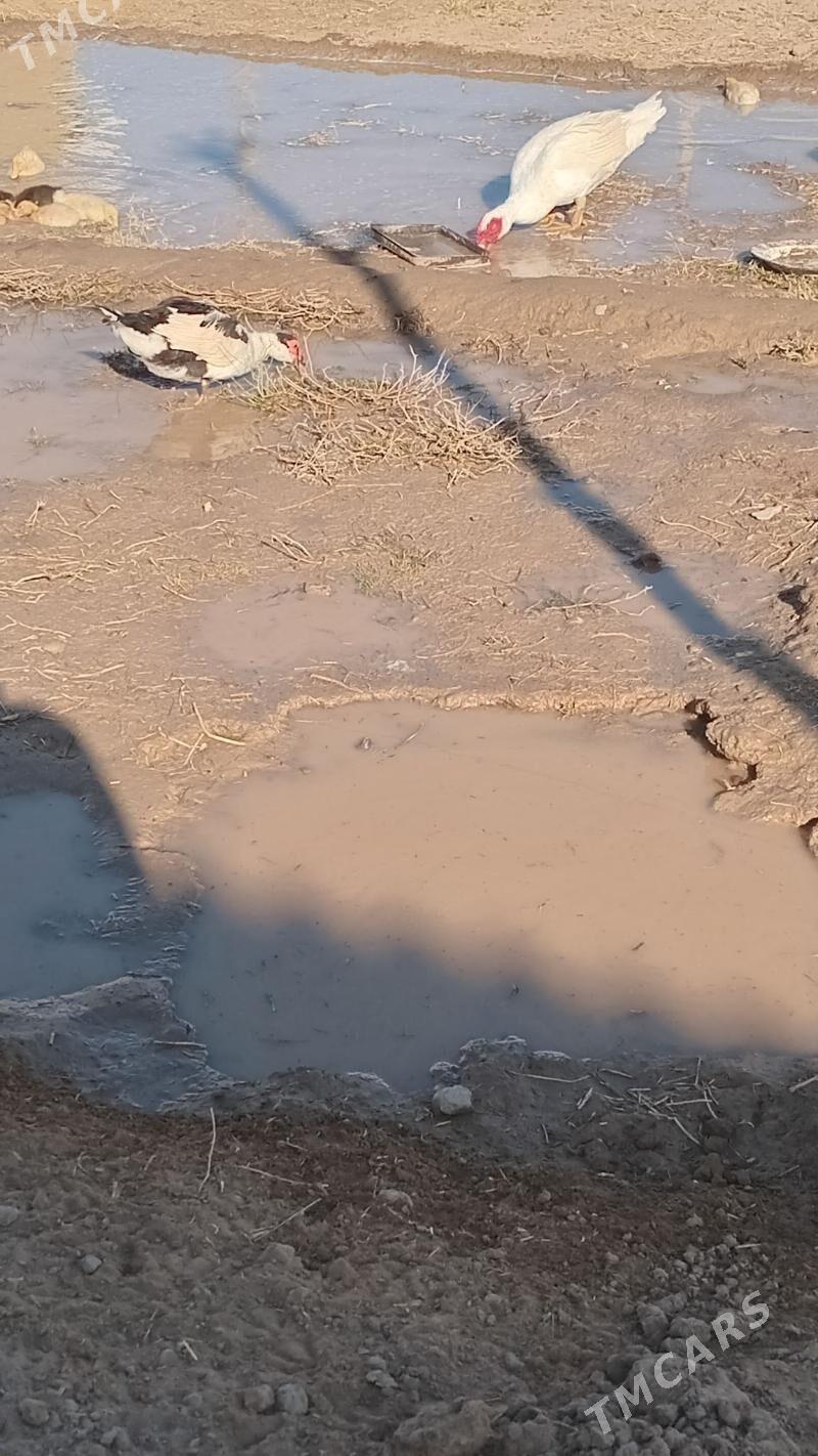 indewutga - Векильбазар - img 1