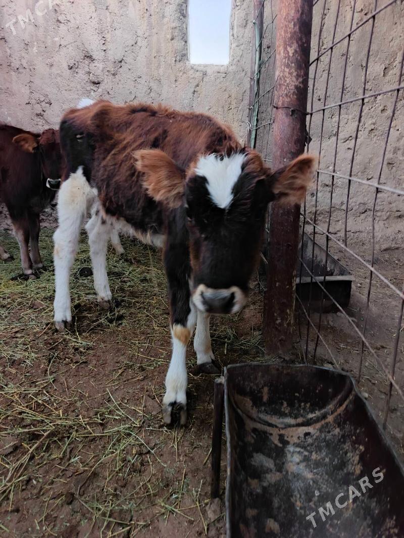 urkacy tanalar - Балканабат - img 3