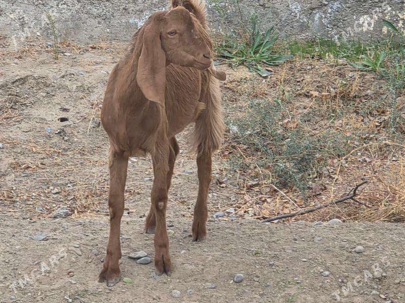 PAKIS TEKE 9 AÝ - Aşgabat - img 2