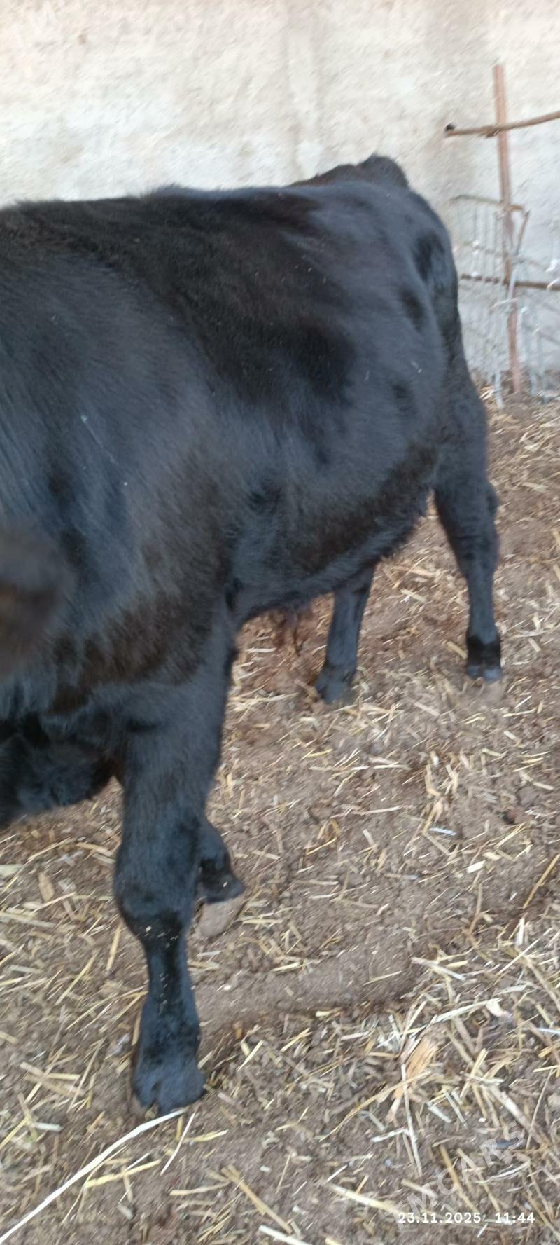 okuzce - Ýaşlyk - img 3