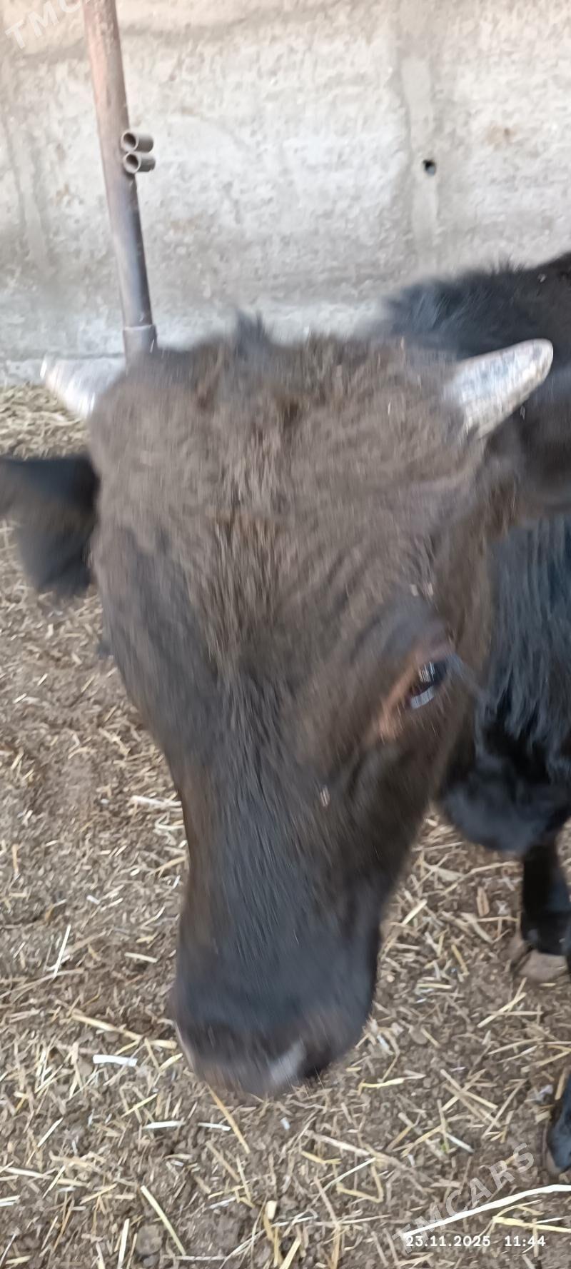 okuzce - Ýaşlyk - img 4