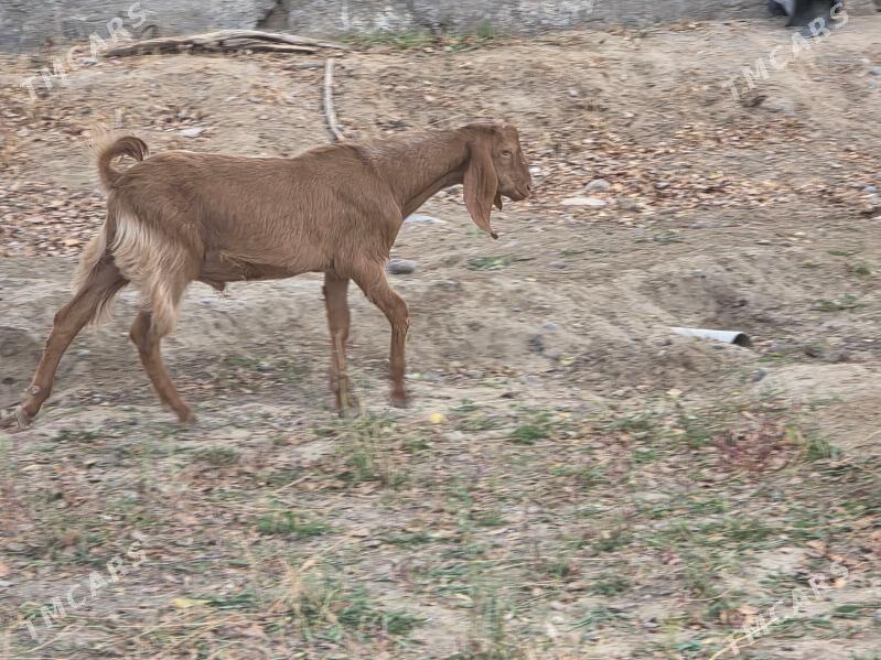 PAKIS TEKE 9 AÝ - Aşgabat - img 3