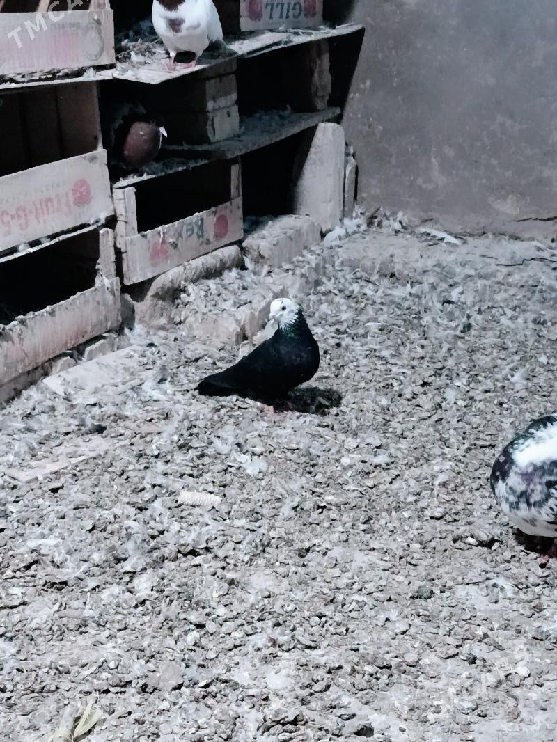 kepderi - Mary - img 2