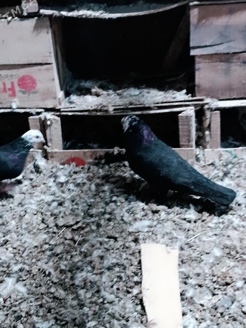 kepderi - Mary - img 3