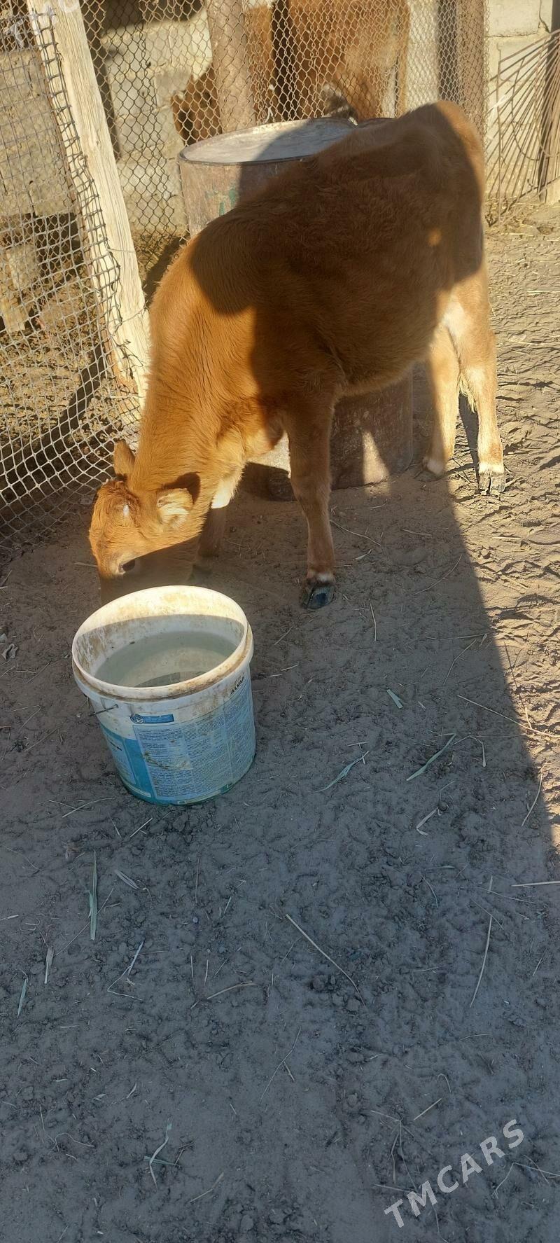 gacar - Эсенгулы - img 3