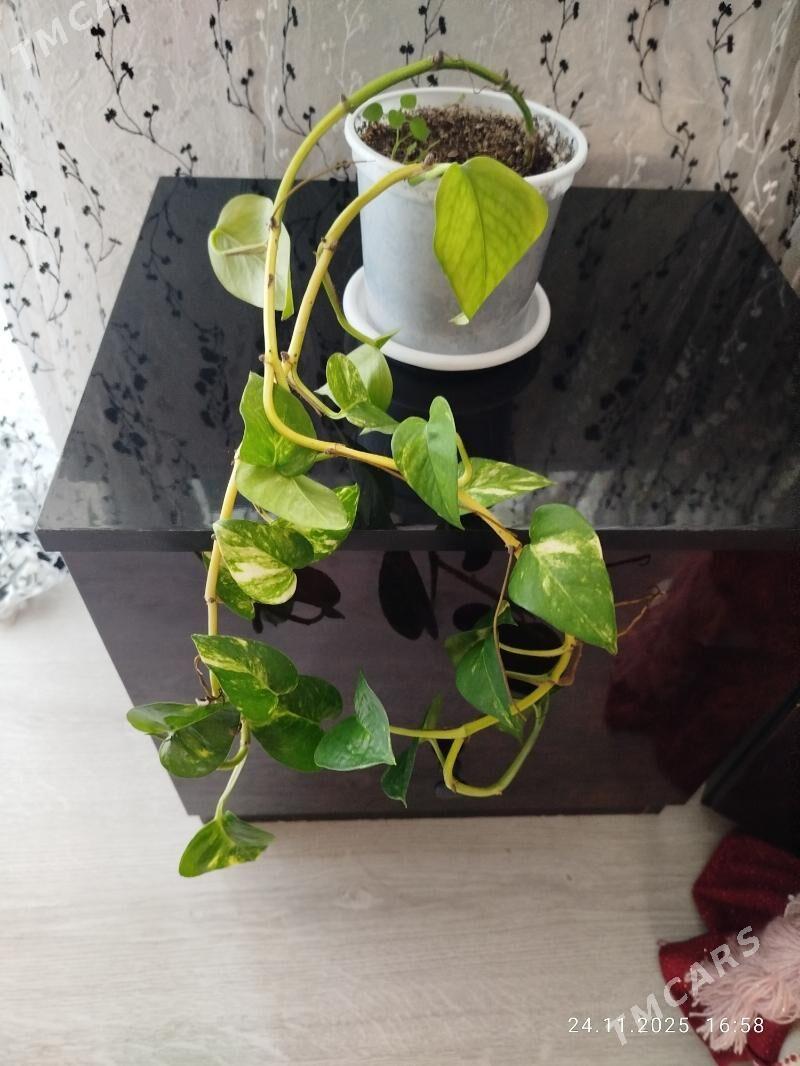 gul, цветы, алое - Aşgabat - img 4