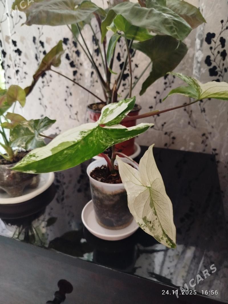 gul, цветы, алое - Aşgabat - img 2