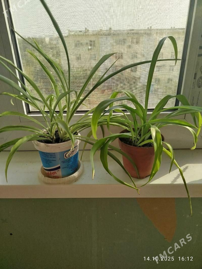 gul, цветы, алое - Aşgabat - img 8