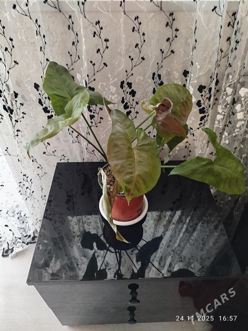 gul, цветы, алое - Aşgabat - img 3