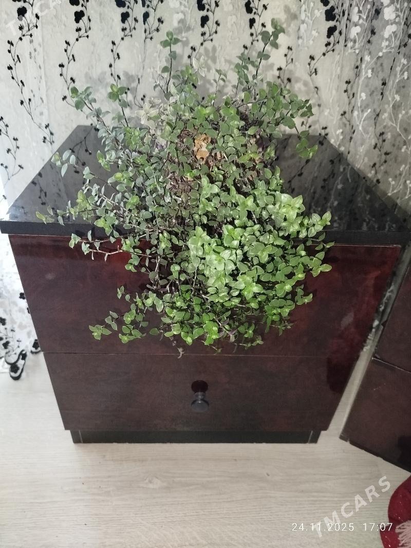 gul, цветы, алое - Aşgabat - img 7