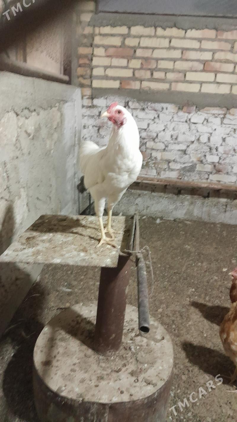 horaz - Balkanabat - img 2