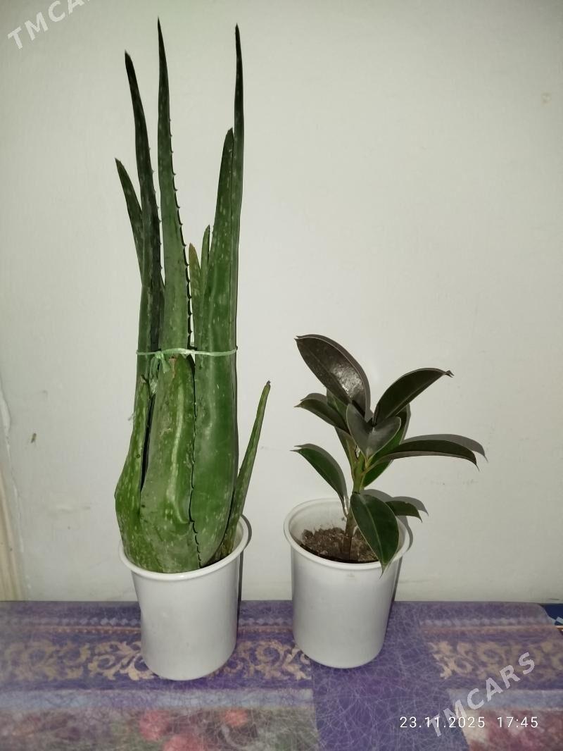 gul, цветы, алое - Aşgabat - img 9