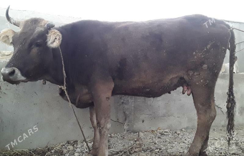 Sygyr - Бахарден - img 3