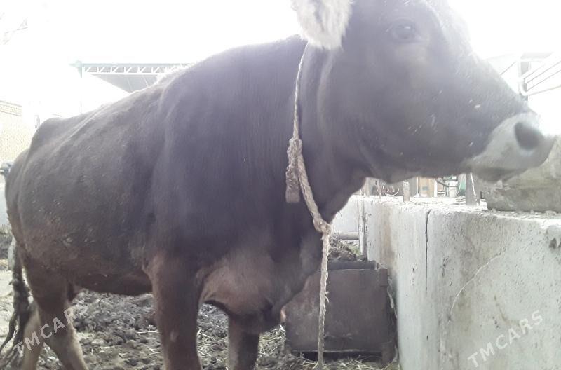 Sygyr - Бахарден - img 2