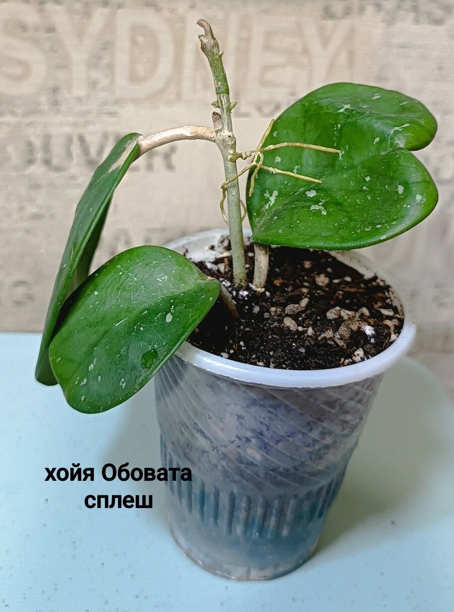 хойя/перлит/вермикулит - Гаудан "В" - img 6