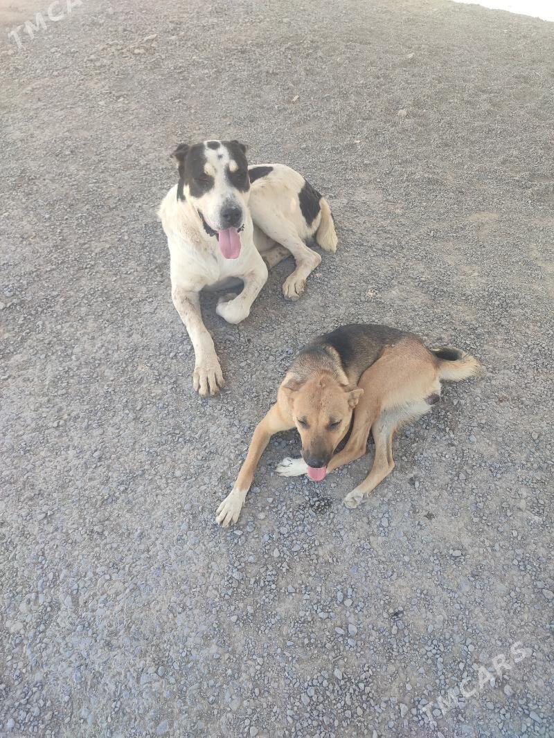 Щенки - Ашхабад - img 4