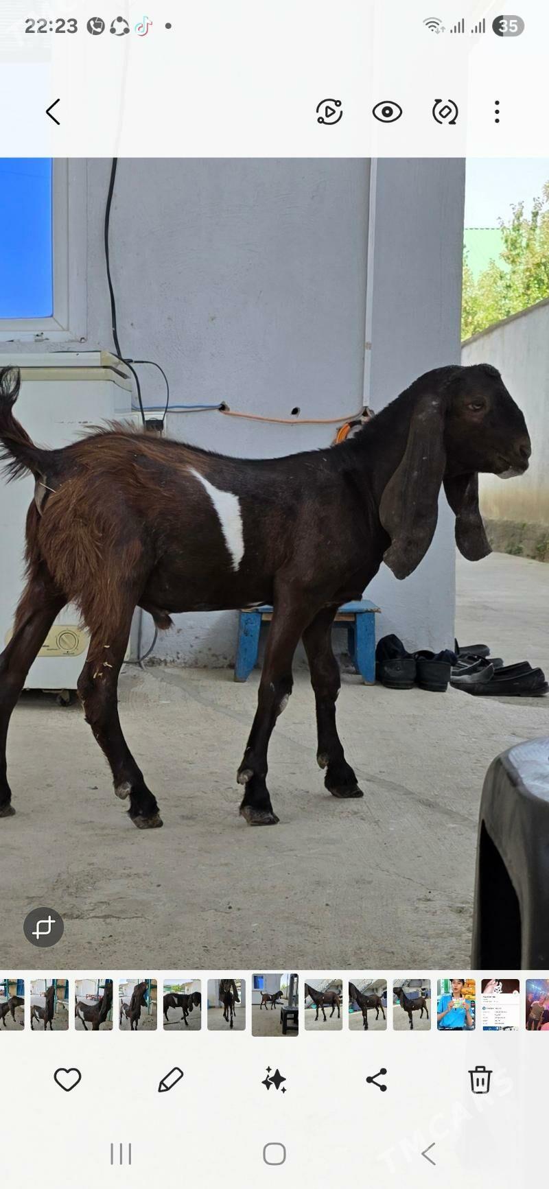 PAKIS TEKE 8-AÝ - Aşgabat - img 6