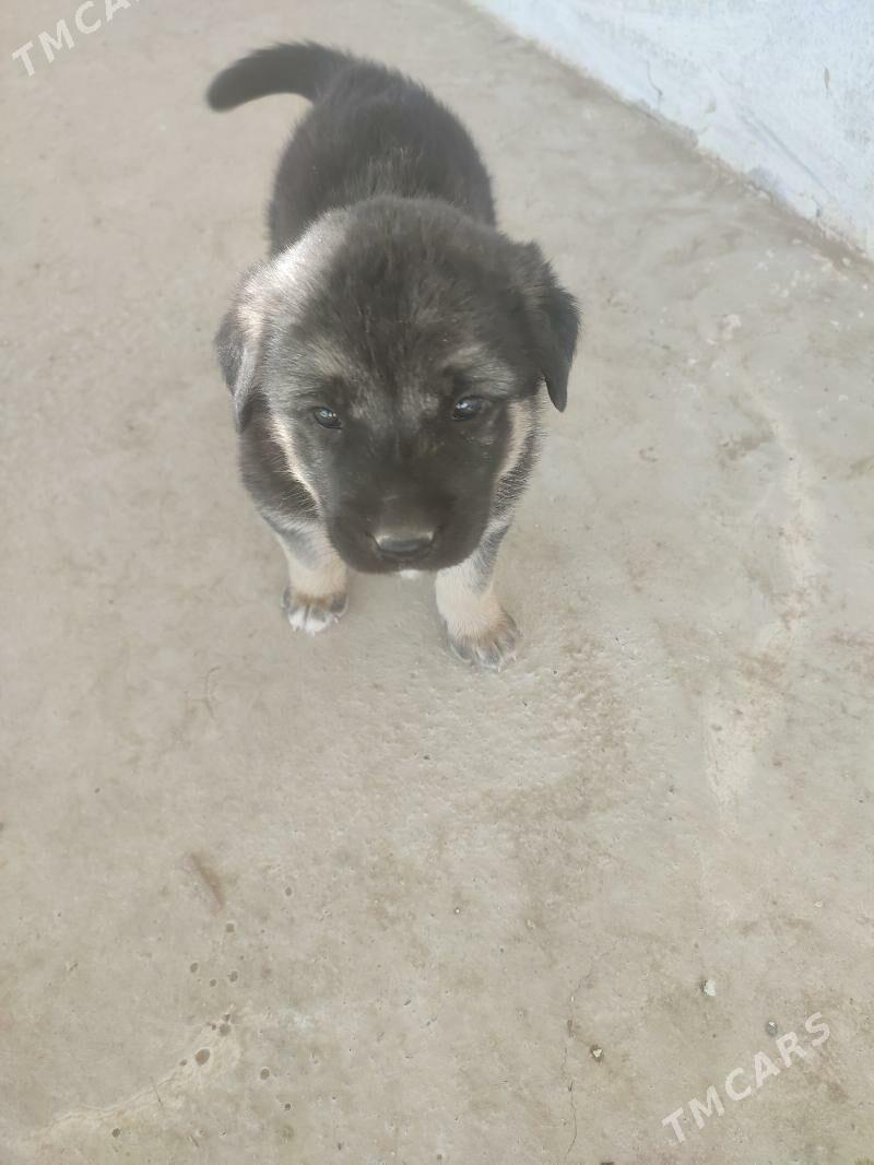 Щенки - Ашхабад - img 3
