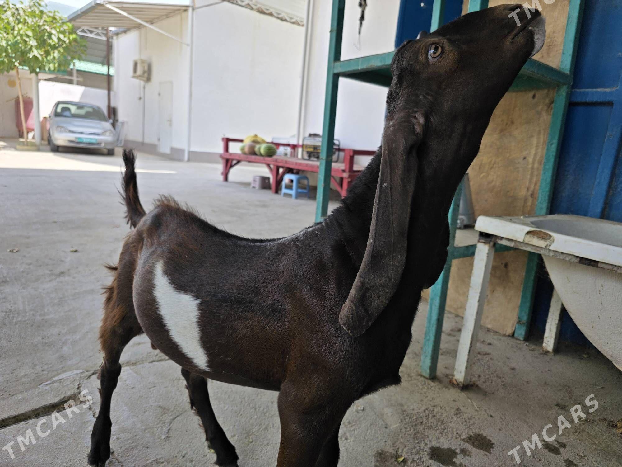 PAKIS TEKE 8-AÝ - Aşgabat - img 2