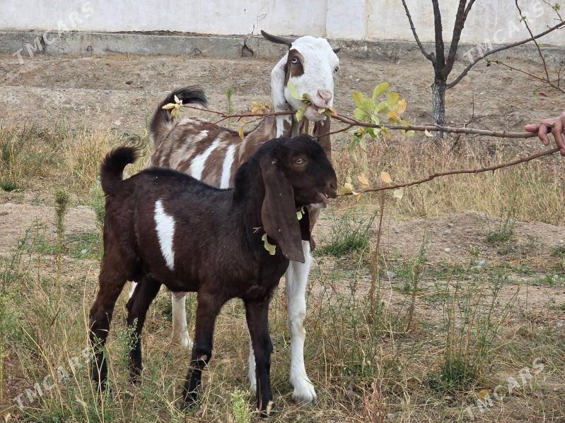 PAKIS TEKE 8-AÝ - Aşgabat - img 1