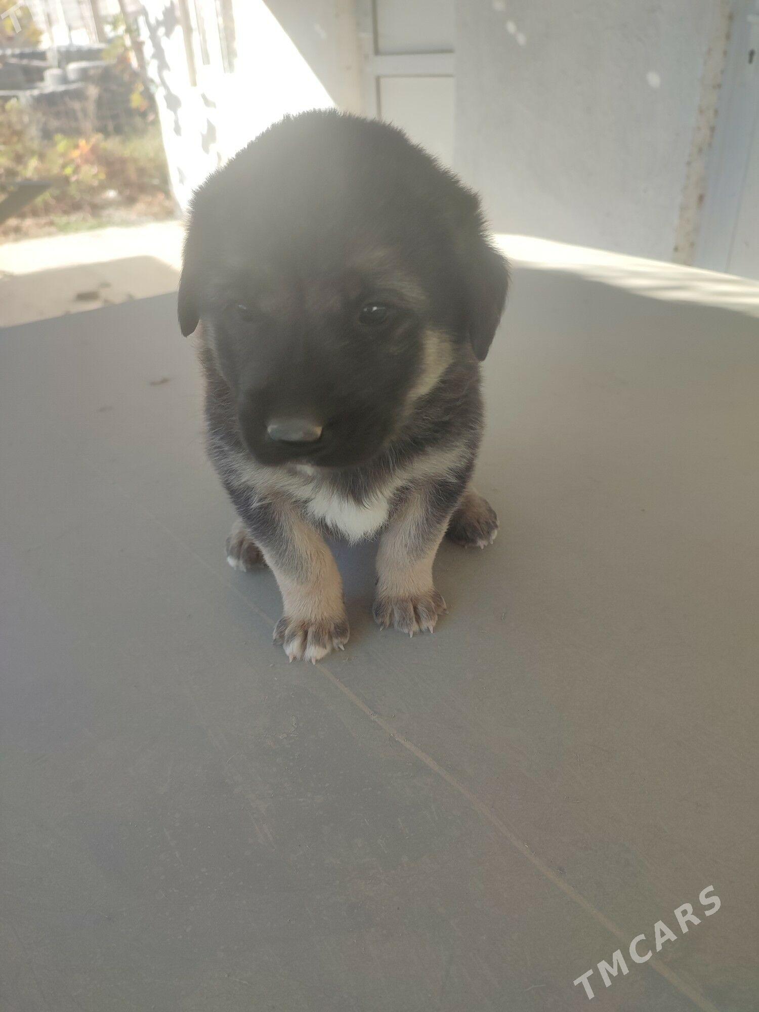 Щенки - Ашхабад - img 2