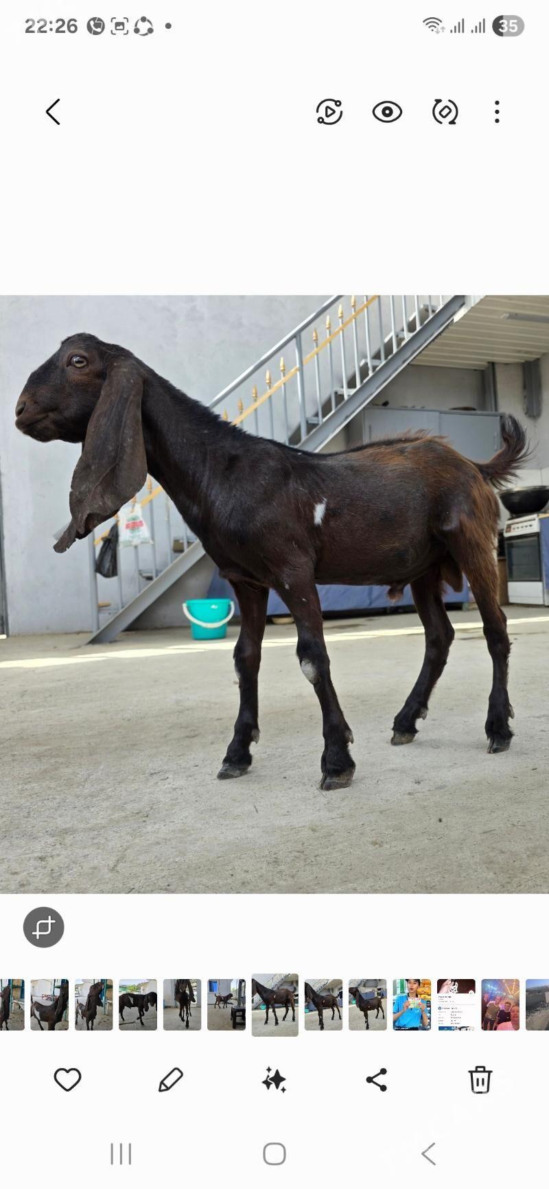 PAKIS TEKE 8-AÝ - Aşgabat - img 5