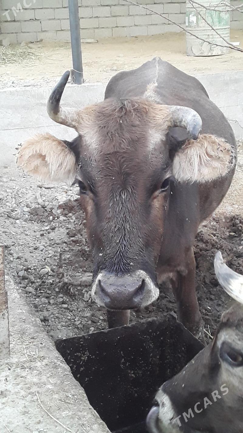 Sygyr - Бахарден - img 4