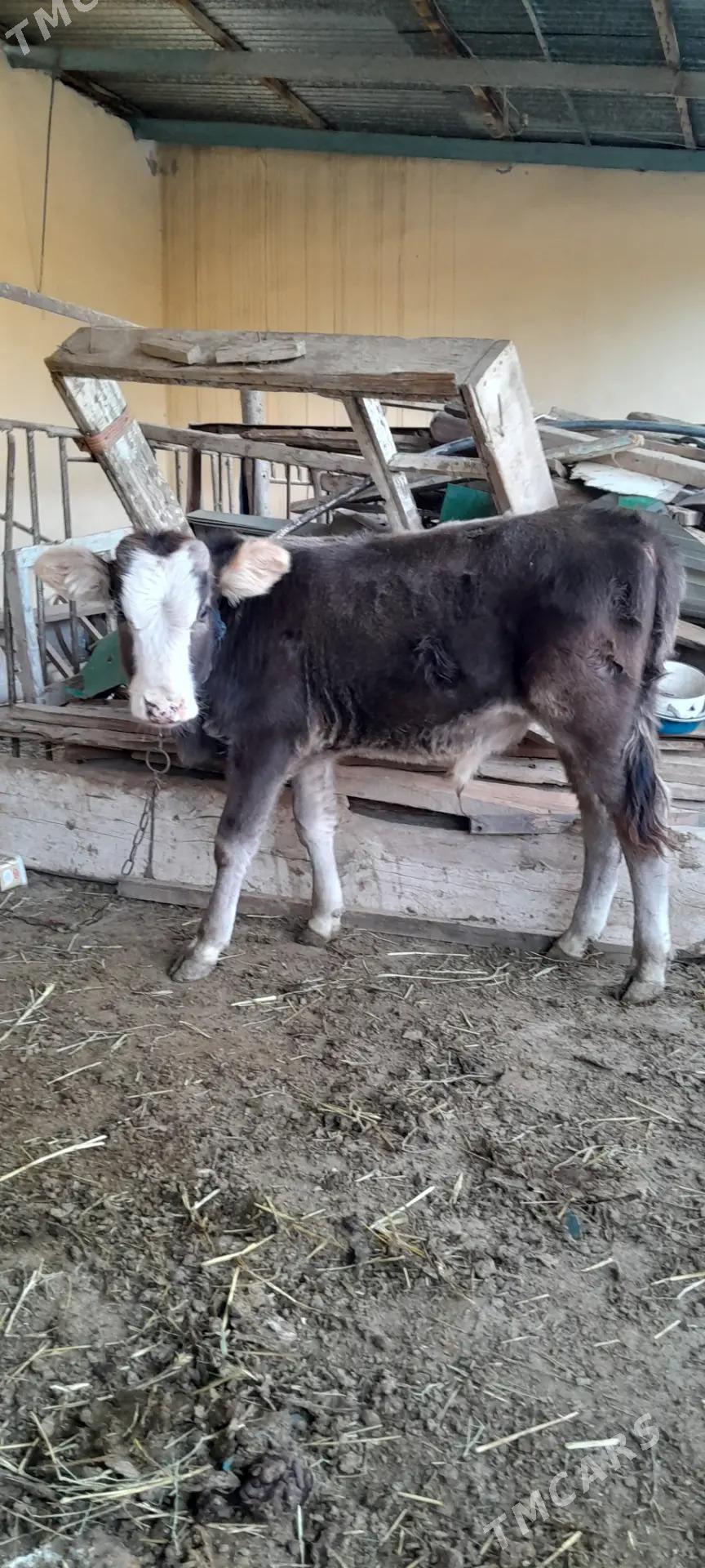 şiwes öküz - Бахарден - img 2