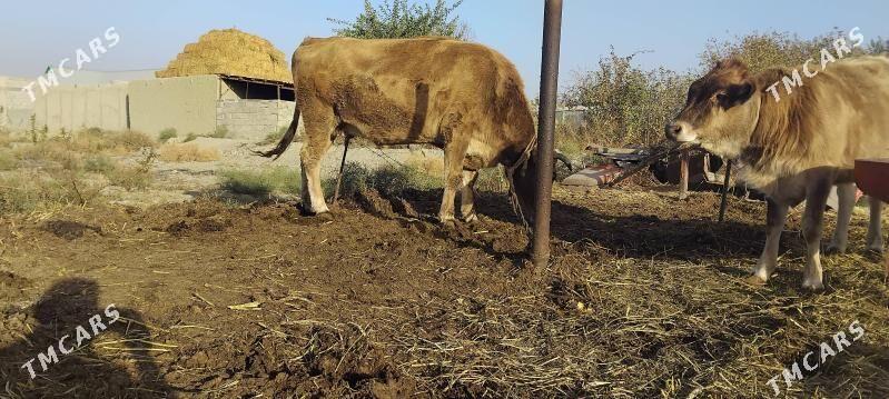 gysyr.sygyr - Bäherden - img 2