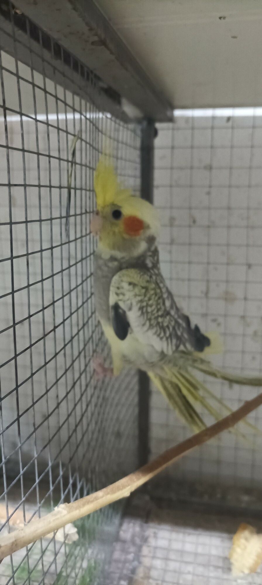 карелла - Ашхабад - img 7